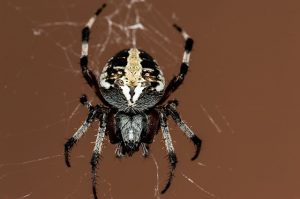 Αράχνες: Αράχνες εξωτικά ζώα, προσοχή στην επιλογή, vets