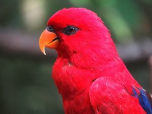 Πτηνά: Συμβουλές για την αγορά ενός πτηνού