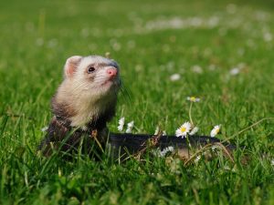 Κουνάβι, νυφίτσα, ferret, vets