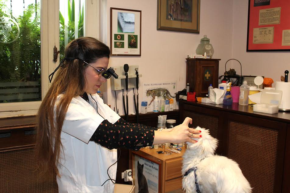 Οφθαλμικές παθήσεις ζώων Κ.ΠαπαΪωάννου κτηνίατρος - οφθαλμίατρος