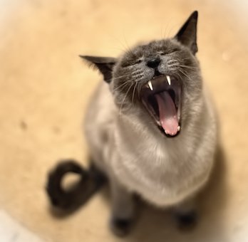 Οδοντιατρική ζώων: Τα δόντια της γάτας, φροντίδα των δοντιών της γάτας.