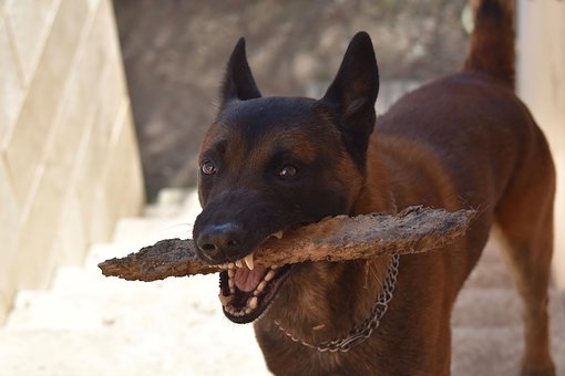 Φροντίζω τα δόντια του σκύλου – vets.com.gr