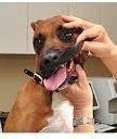 Φροντίζω τα δόντια του σκύλου – vets.com.gr