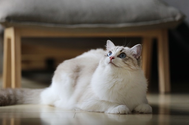 Γηριατρική ζώων - ηλικιωμένες γάτες και προληπτική κτηνιατρική